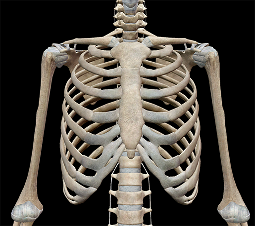 Skeletal System Rib Cage For Kids / 3D Skeletal System: Bones of the